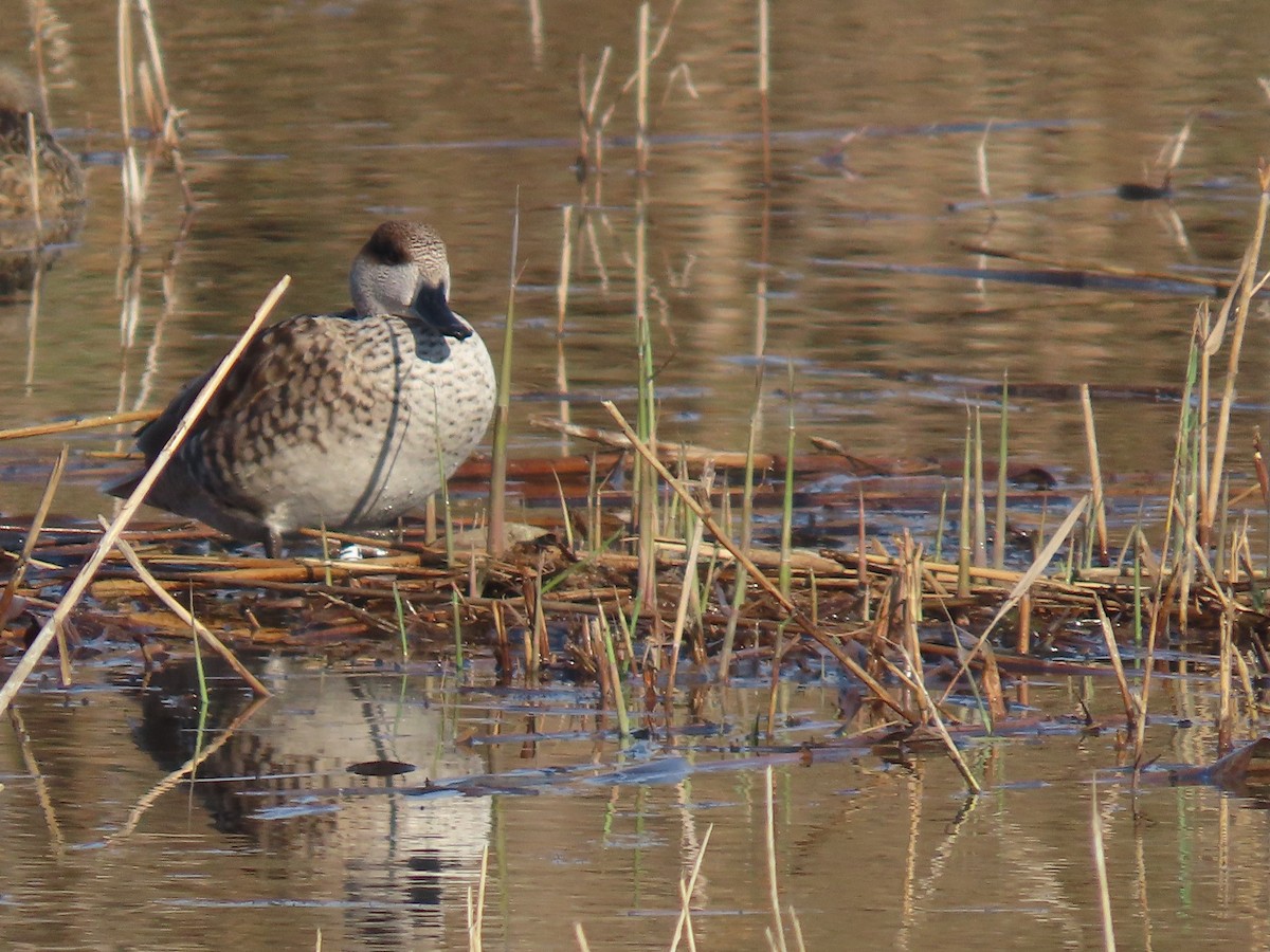 Мраморный чирок - ML646648680