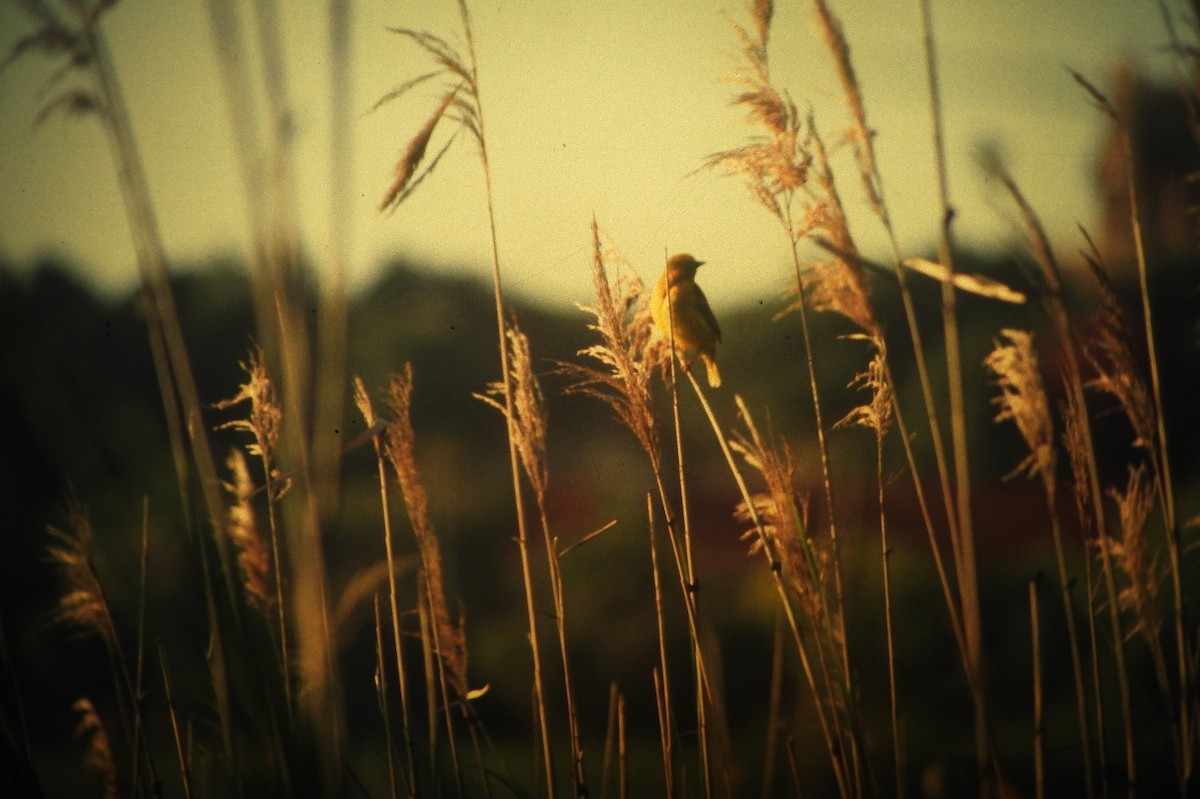 Cape Weaver - ML646648682