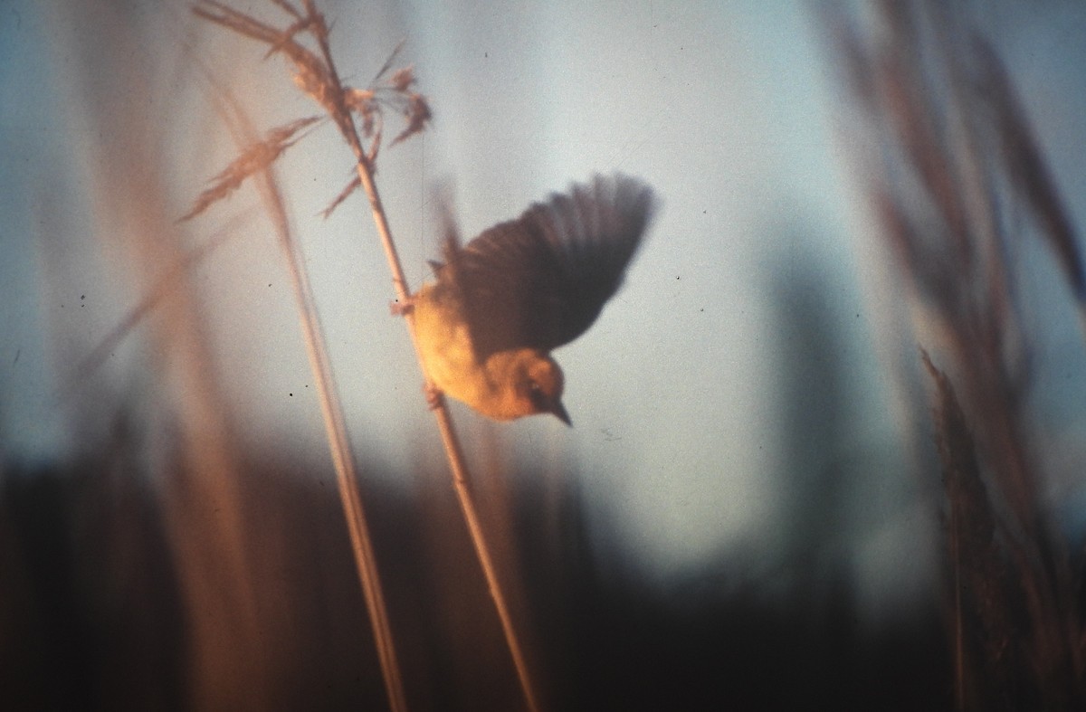 Cape Weaver - ML646648684