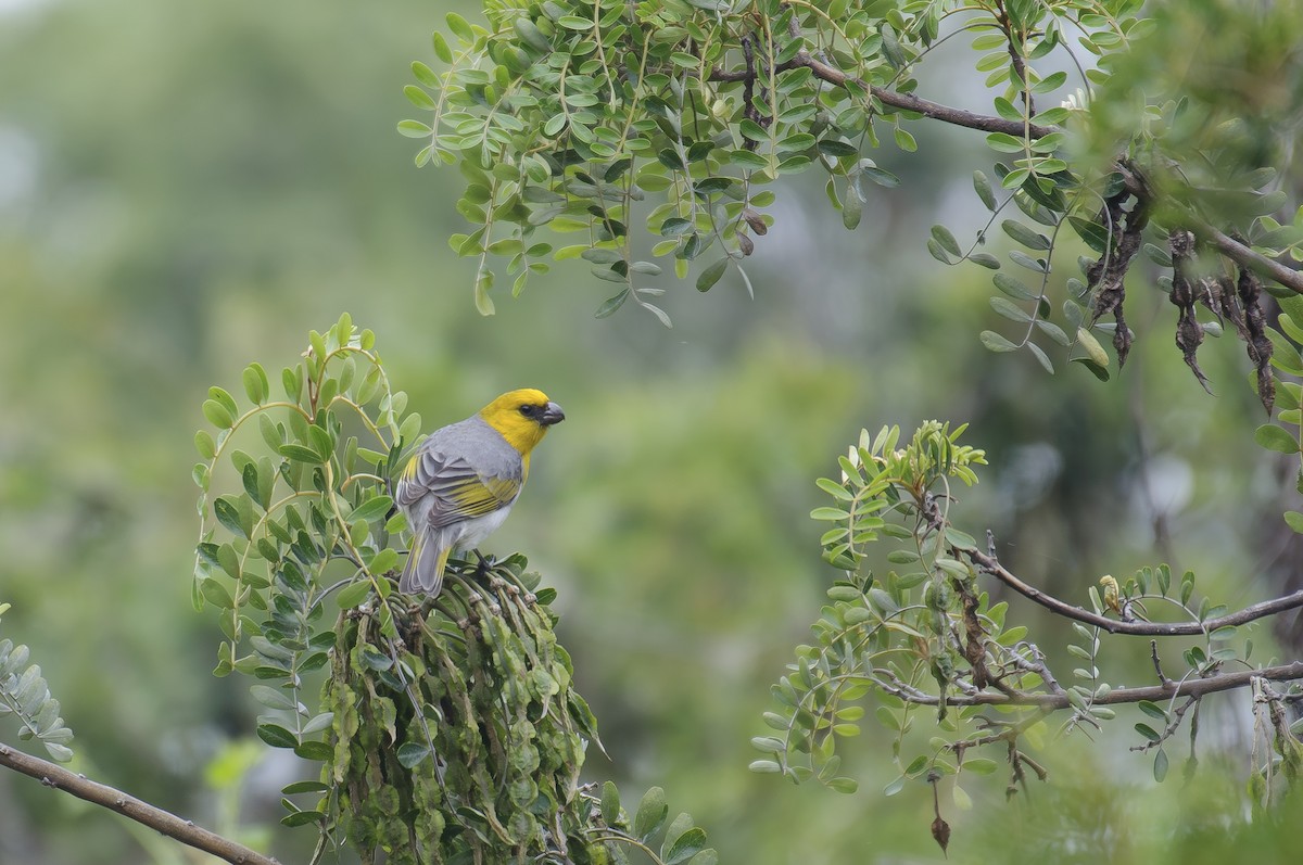 Паліла - ML646648686