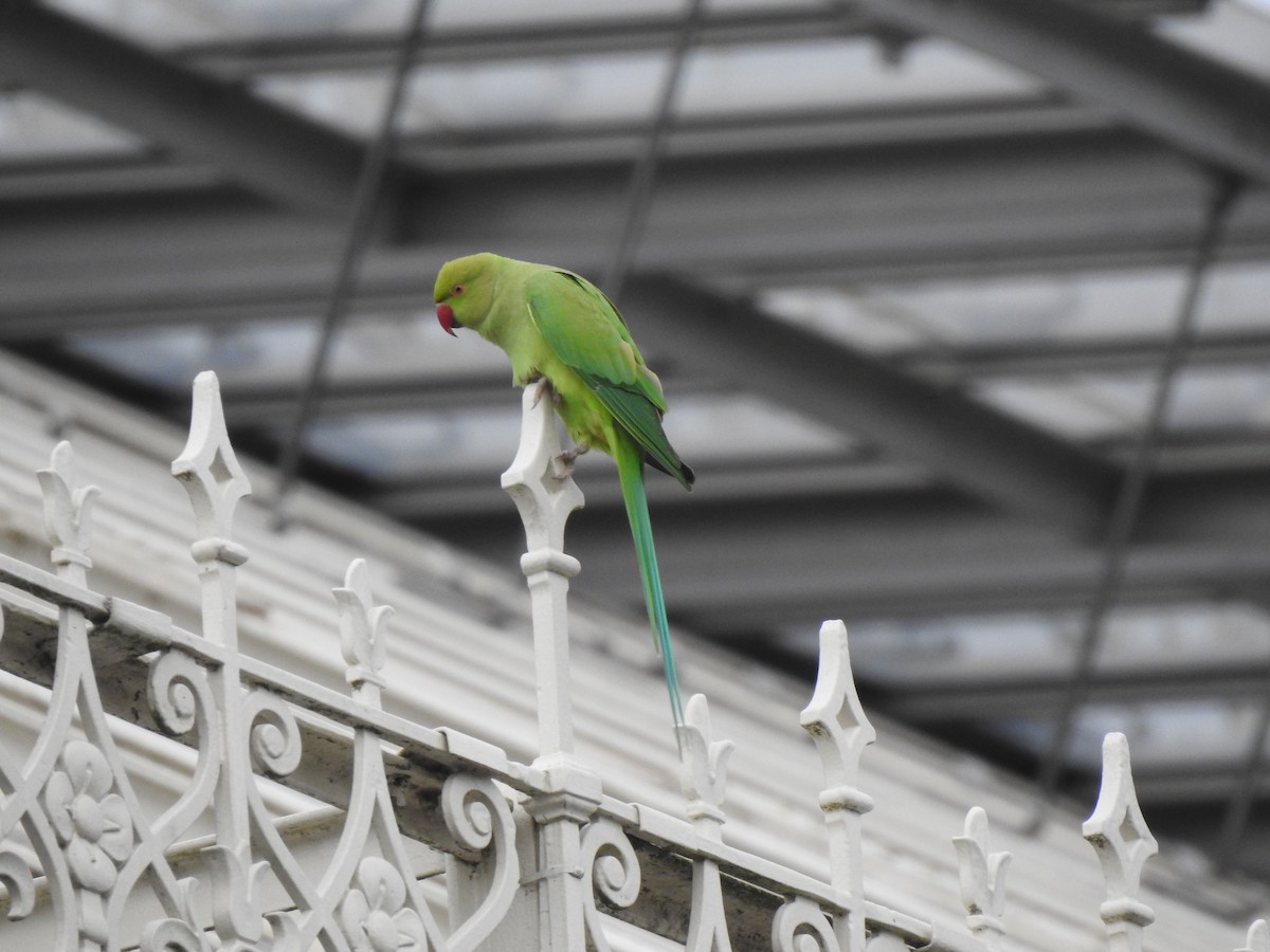 Rose-ringed Parakeet - ML646648687