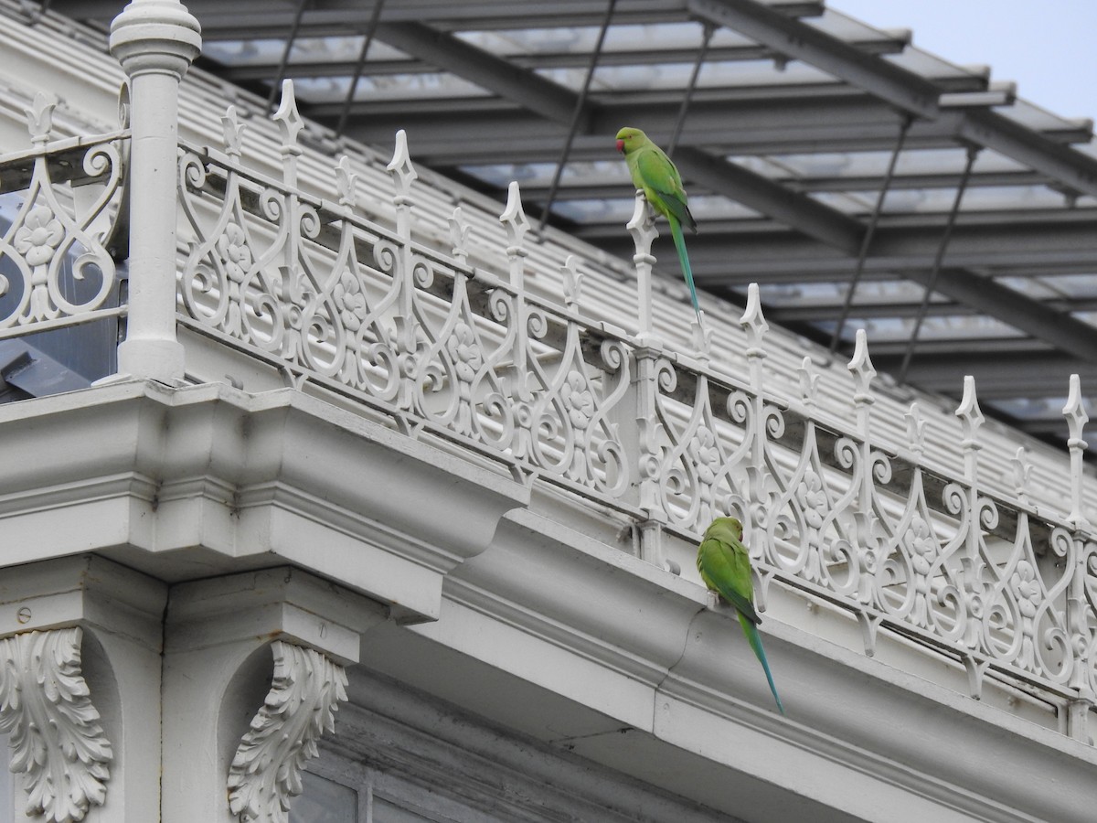 Rose-ringed Parakeet - ML646648689
