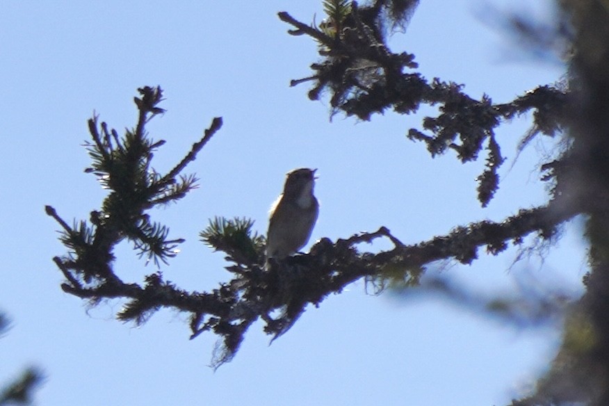 Red-flanked Bluetail - ML646648690