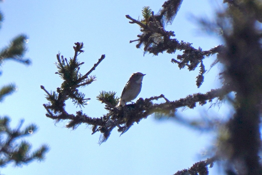 Red-flanked Bluetail - ML646648691