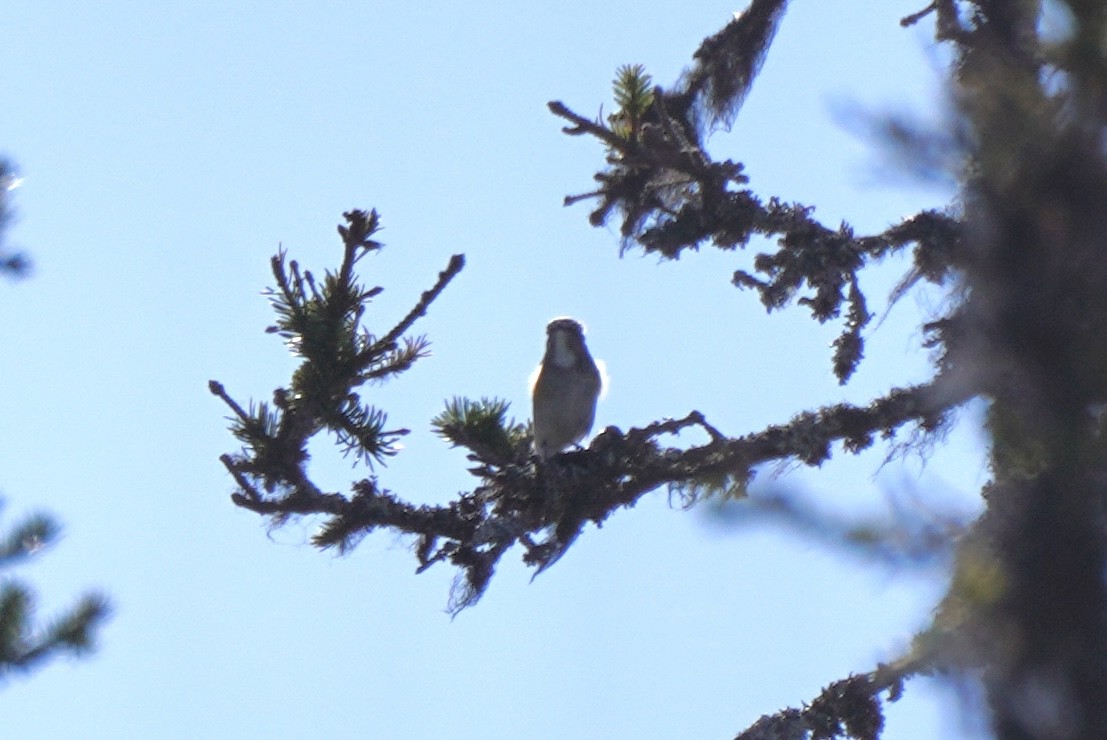 Red-flanked Bluetail - ML646648692