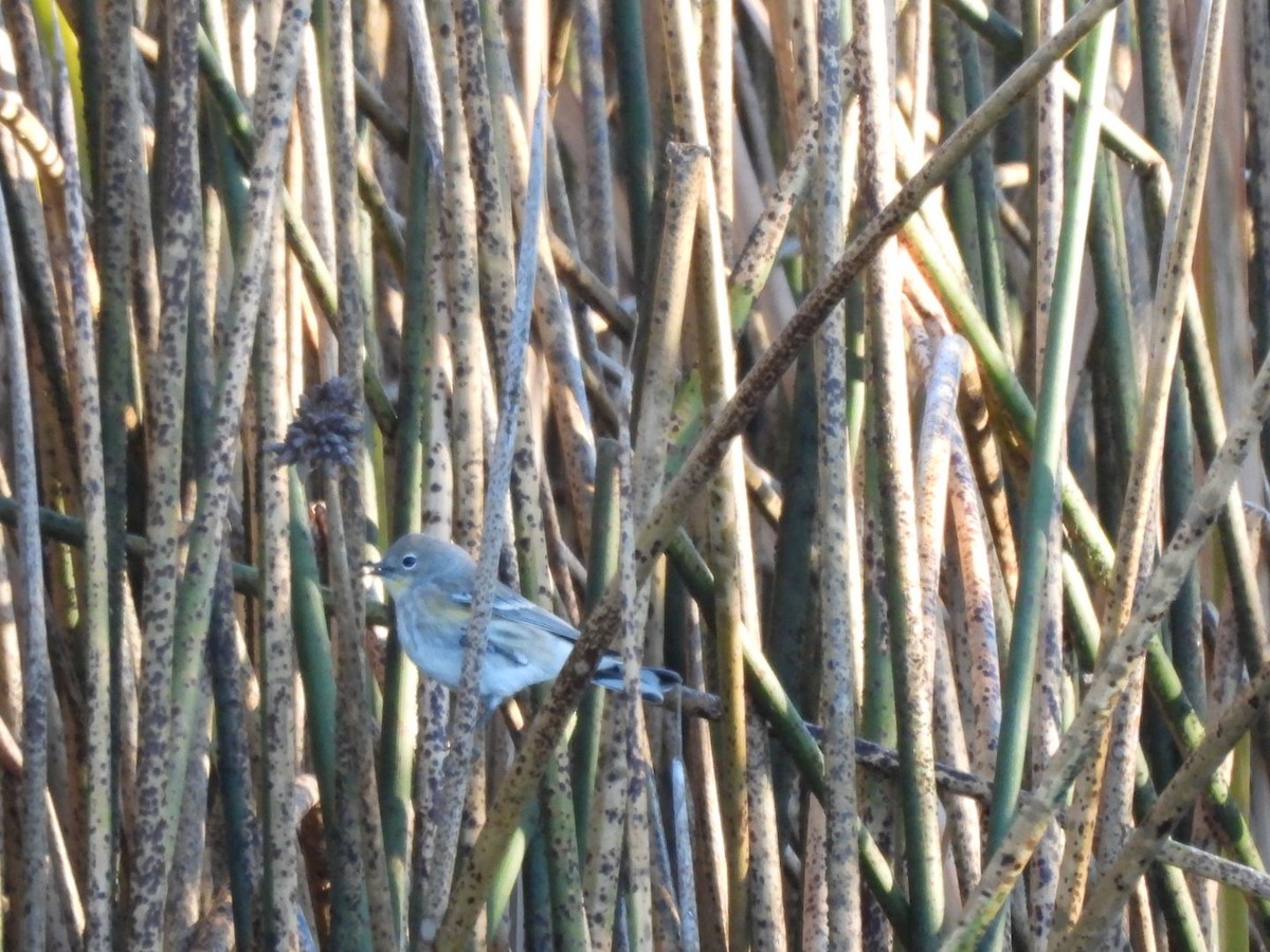 myrteparula (auduboni) (sitronstrupeparula) - ML646648708