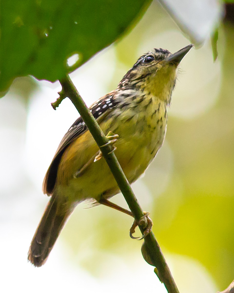 Peruvian Warbling-Antbird - ML646648709
