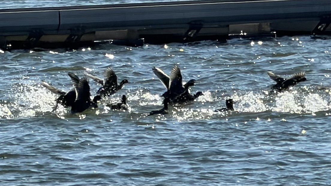 American Coot - ML646648711