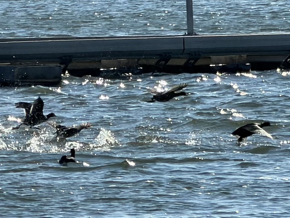 American Coot - ML646648712