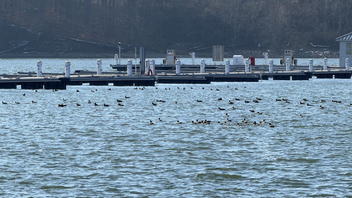 American Coot - ML646648713