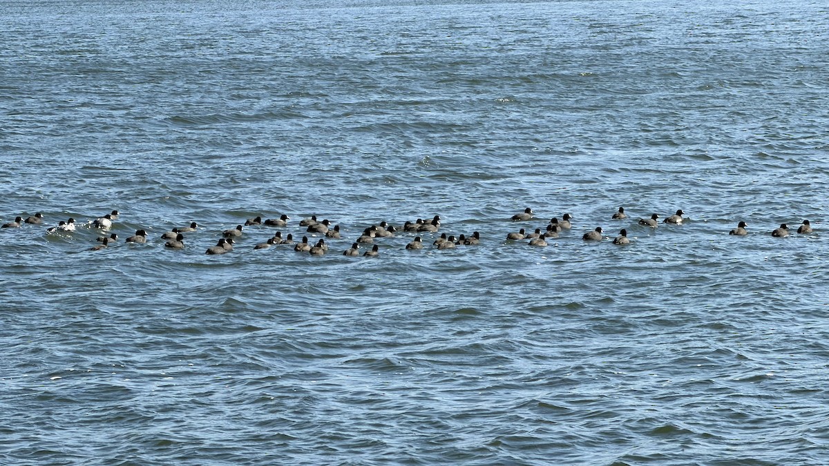 American Coot - ML646648714