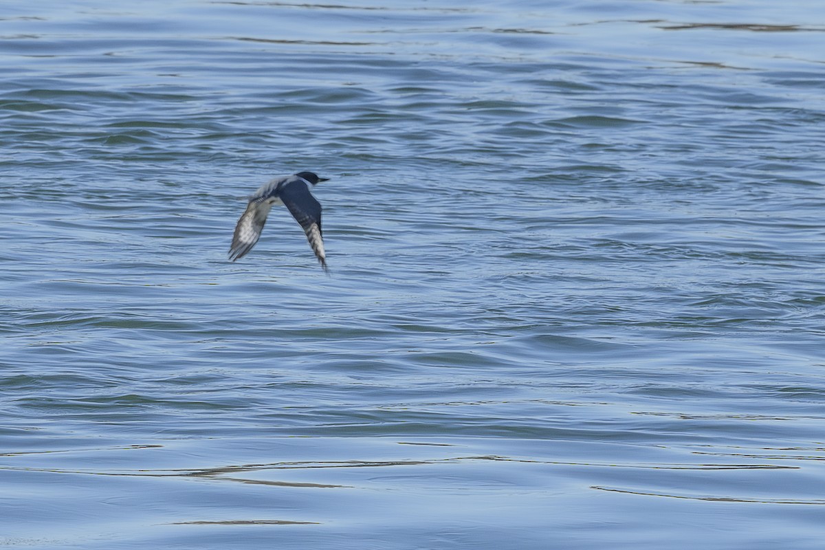 Belted Kingfisher - ML646648715