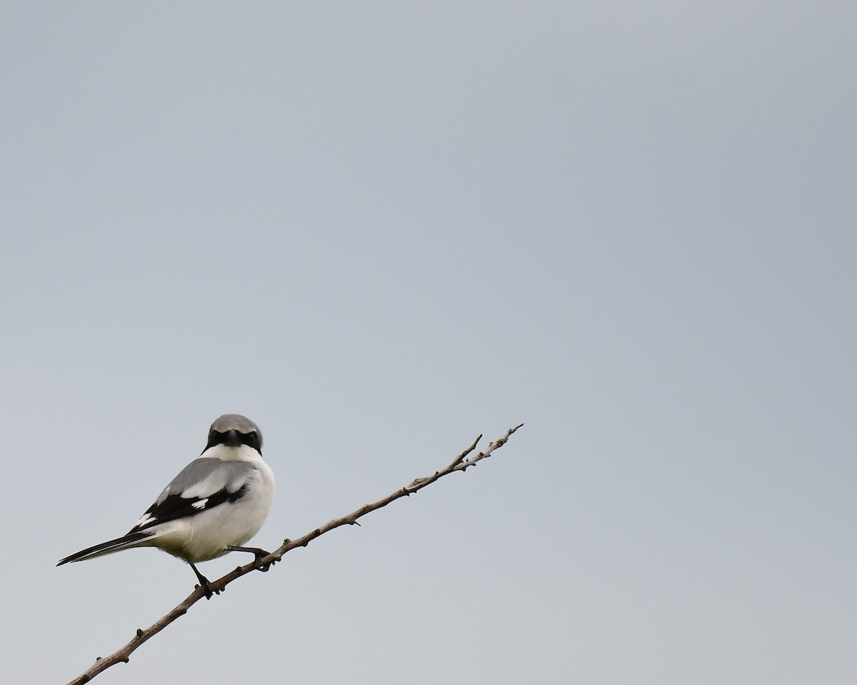 Pie-grièche migratrice - ML646648716