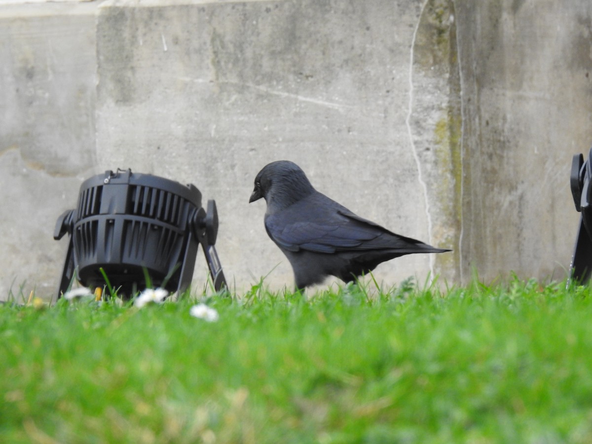Eurasian Jackdaw - ML646648718