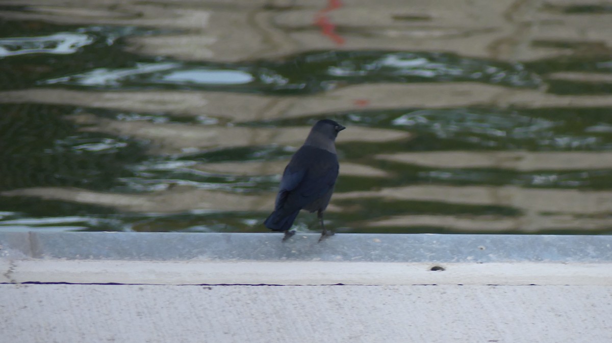 Eurasian Jackdaw - ML646648721