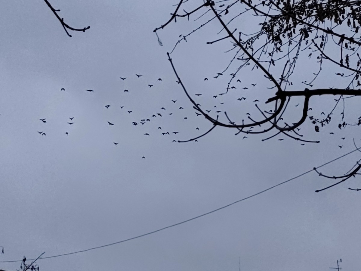 Ekin Kargası - ML646648722