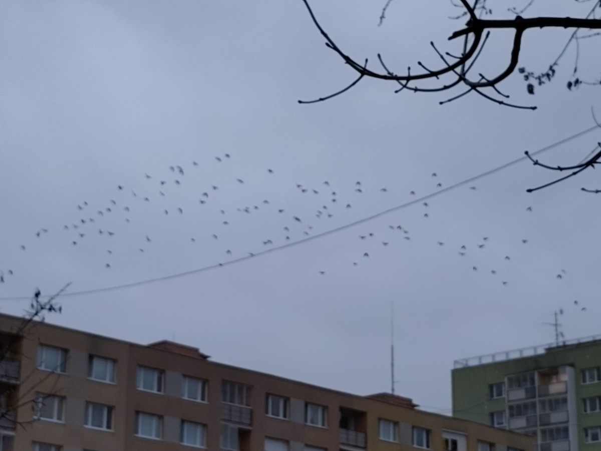 Ekin Kargası - ML646648723