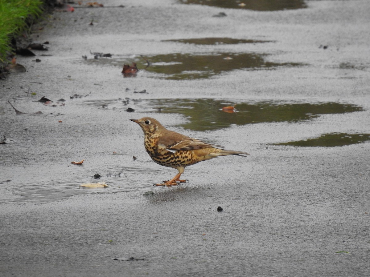 Mistle Thrush - ML646648727