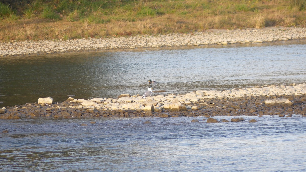 Yellow-legged Gull - ML646648728