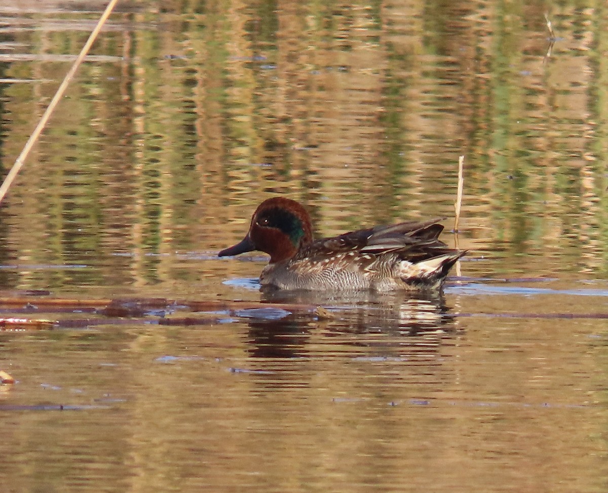 Чирок-свистунок - ML646648729