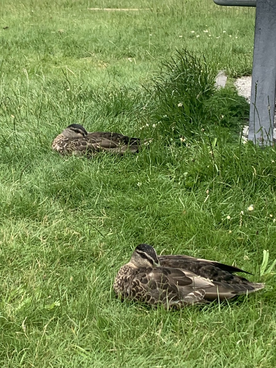 Pacific Black Duck - ML646648731