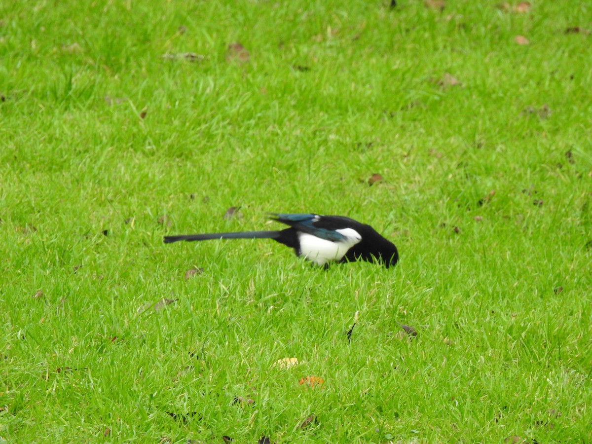 Eurasian Magpie - ML646648739