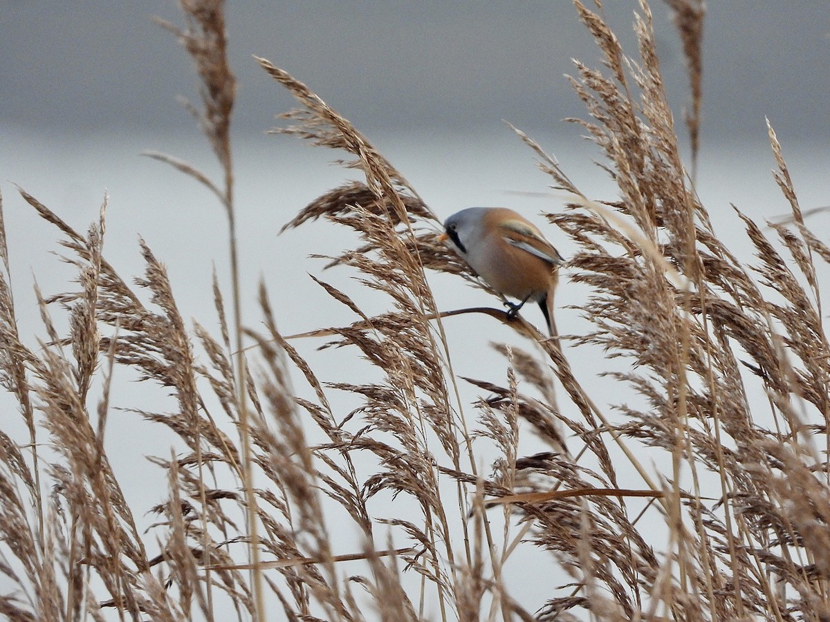 Bearded Reedling - ML646648741