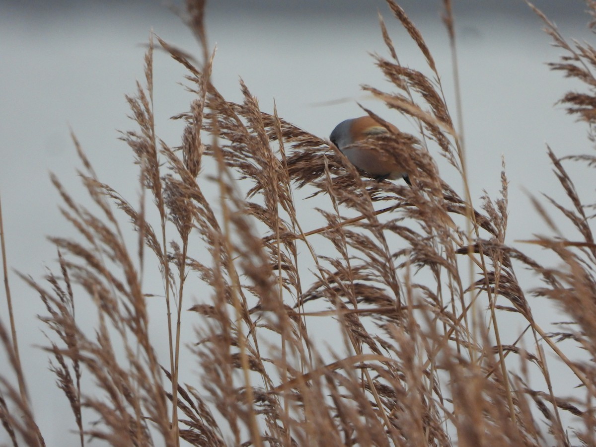 Bearded Reedling - ML646648742