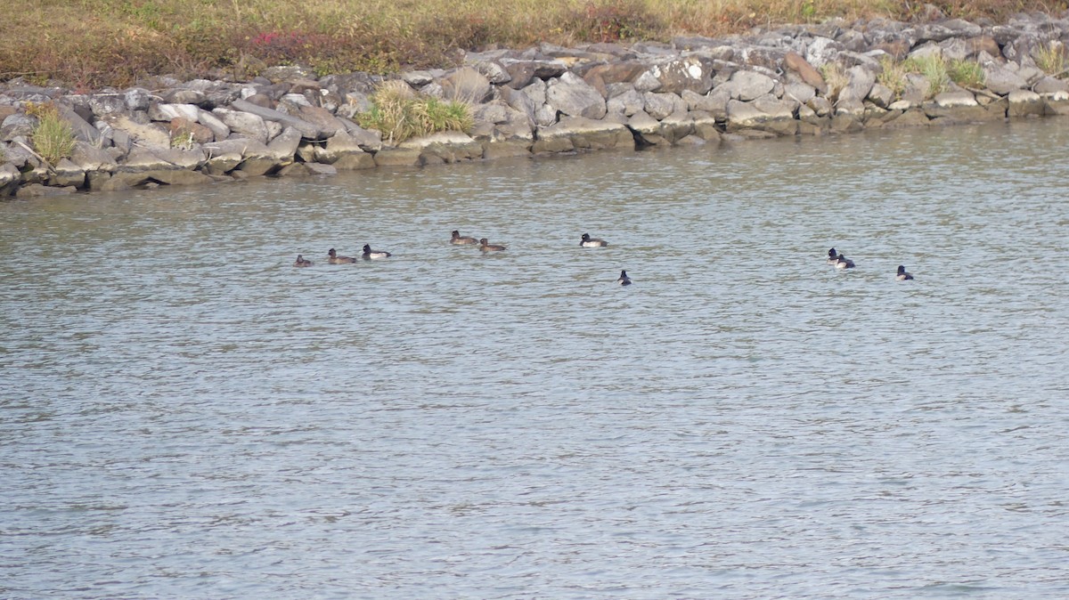 Tufted Duck - ML646648743