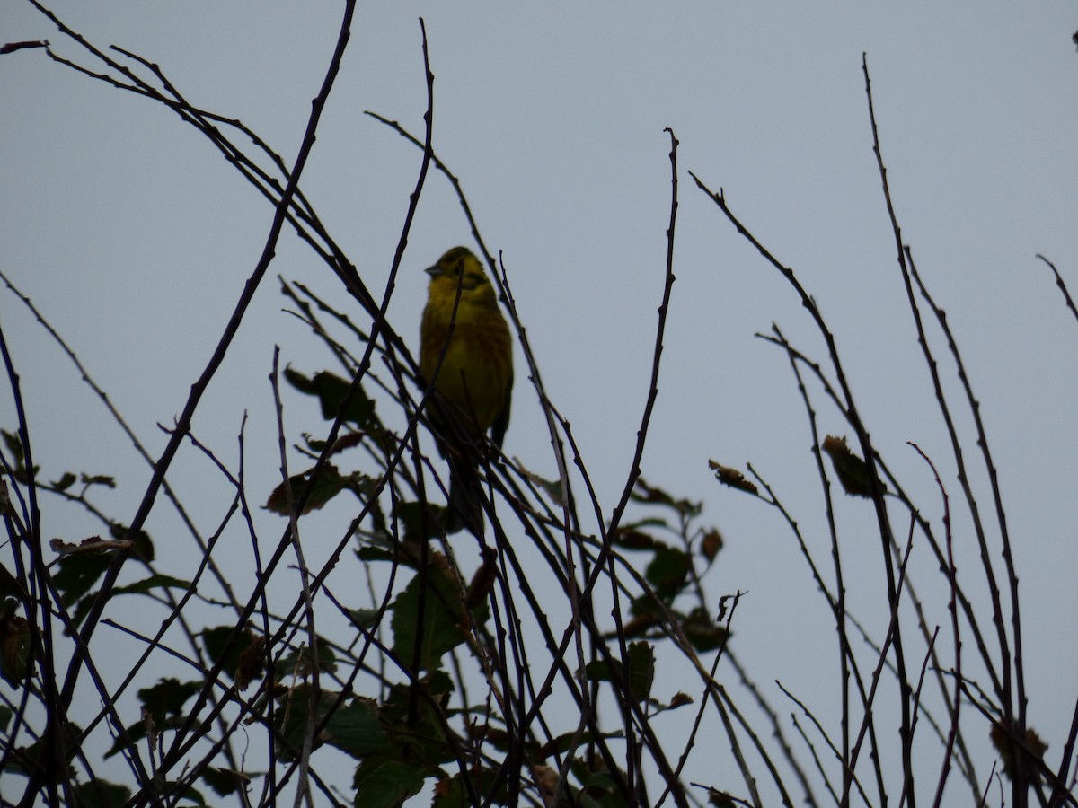 Escribano Cerillo - ML646648744