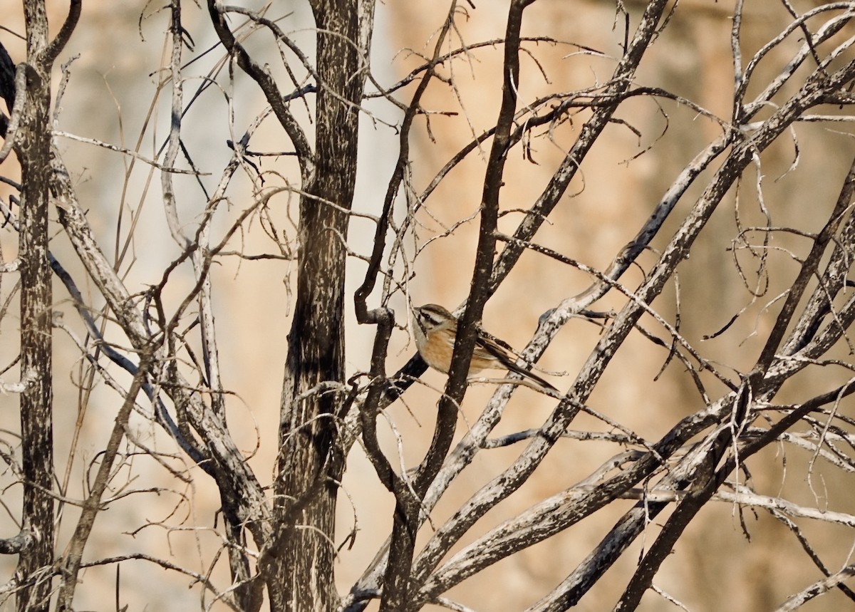 גיבתון סלעים - ML646648750