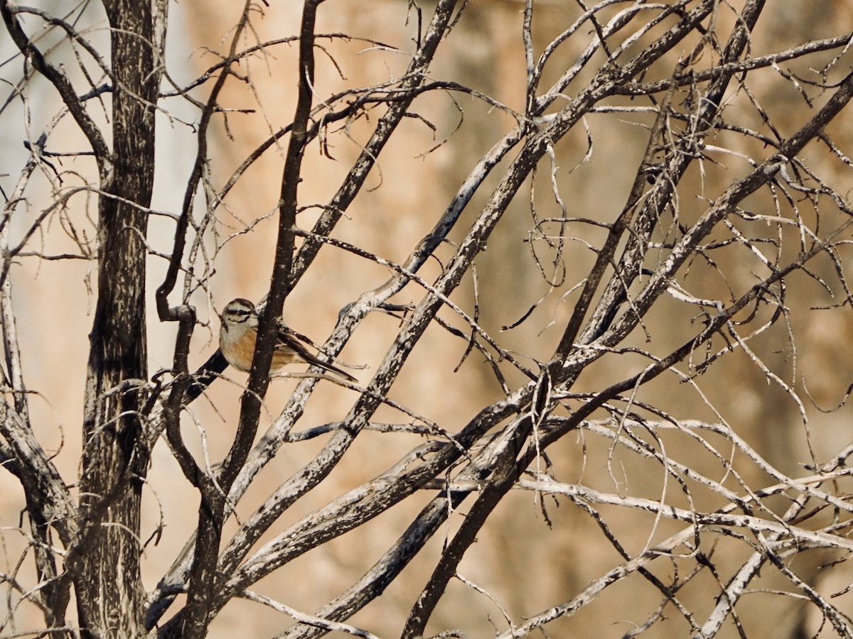 גיבתון סלעים - ML646648751