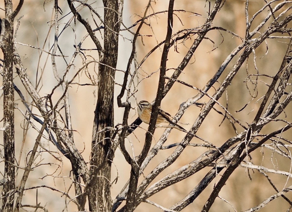 גיבתון סלעים - ML646648752