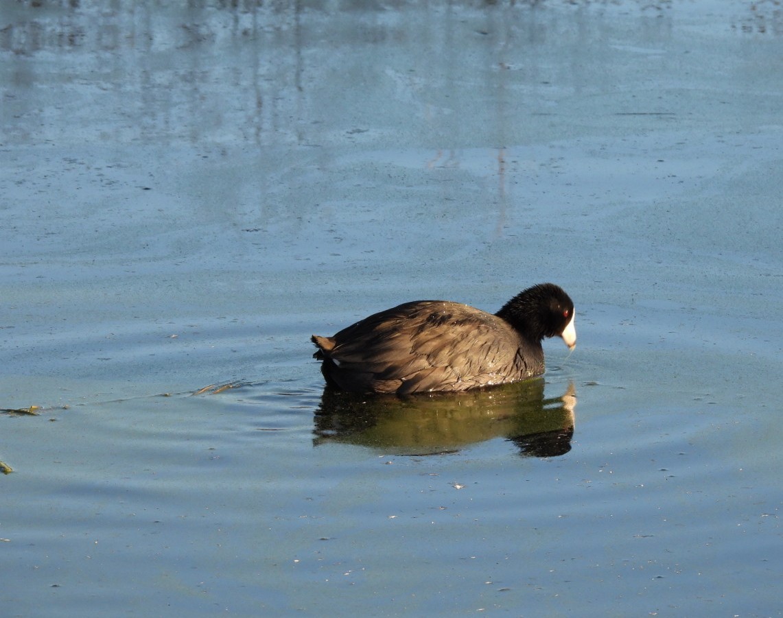 amerikasothøne - ML646648753