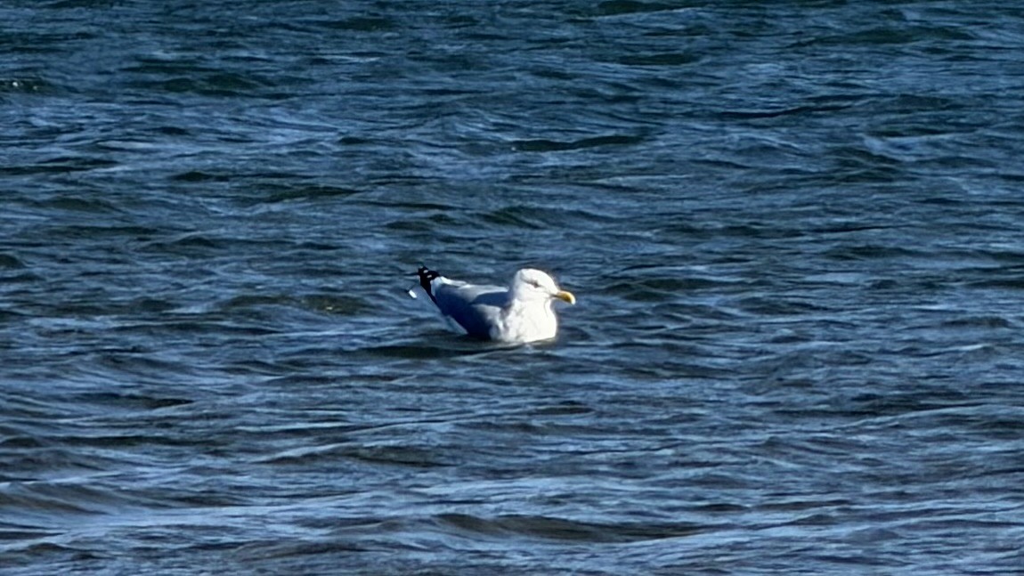 American Herring Gull - ML646648756
