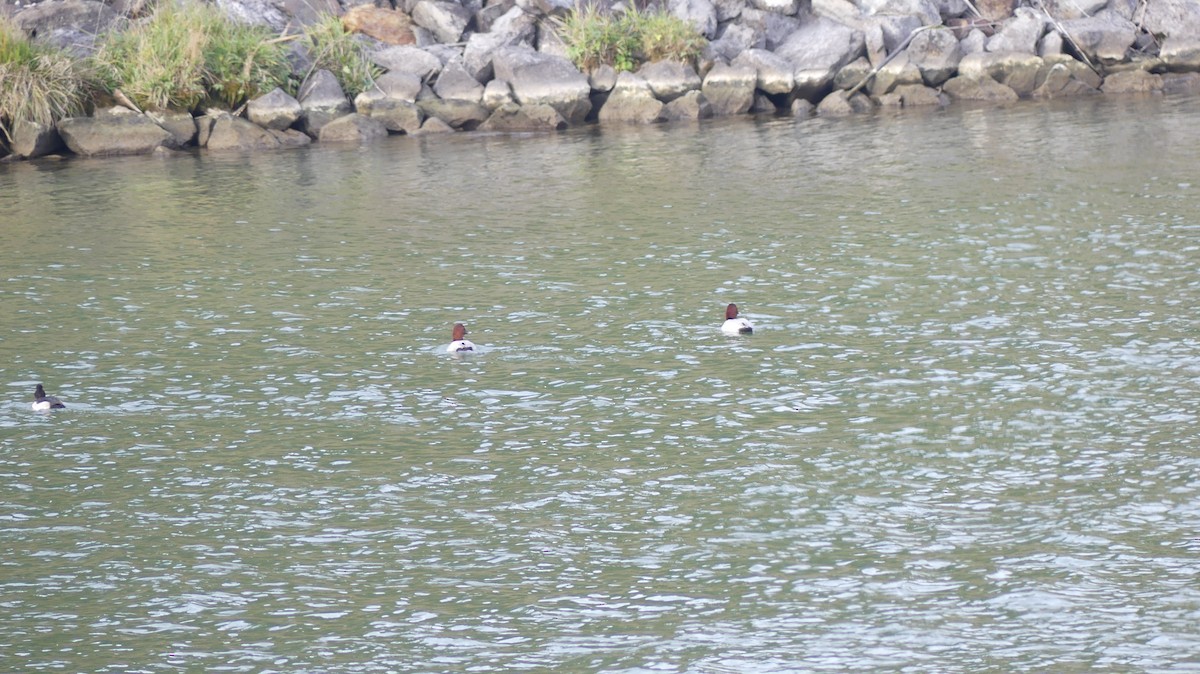 Common Pochard - ML646648757
