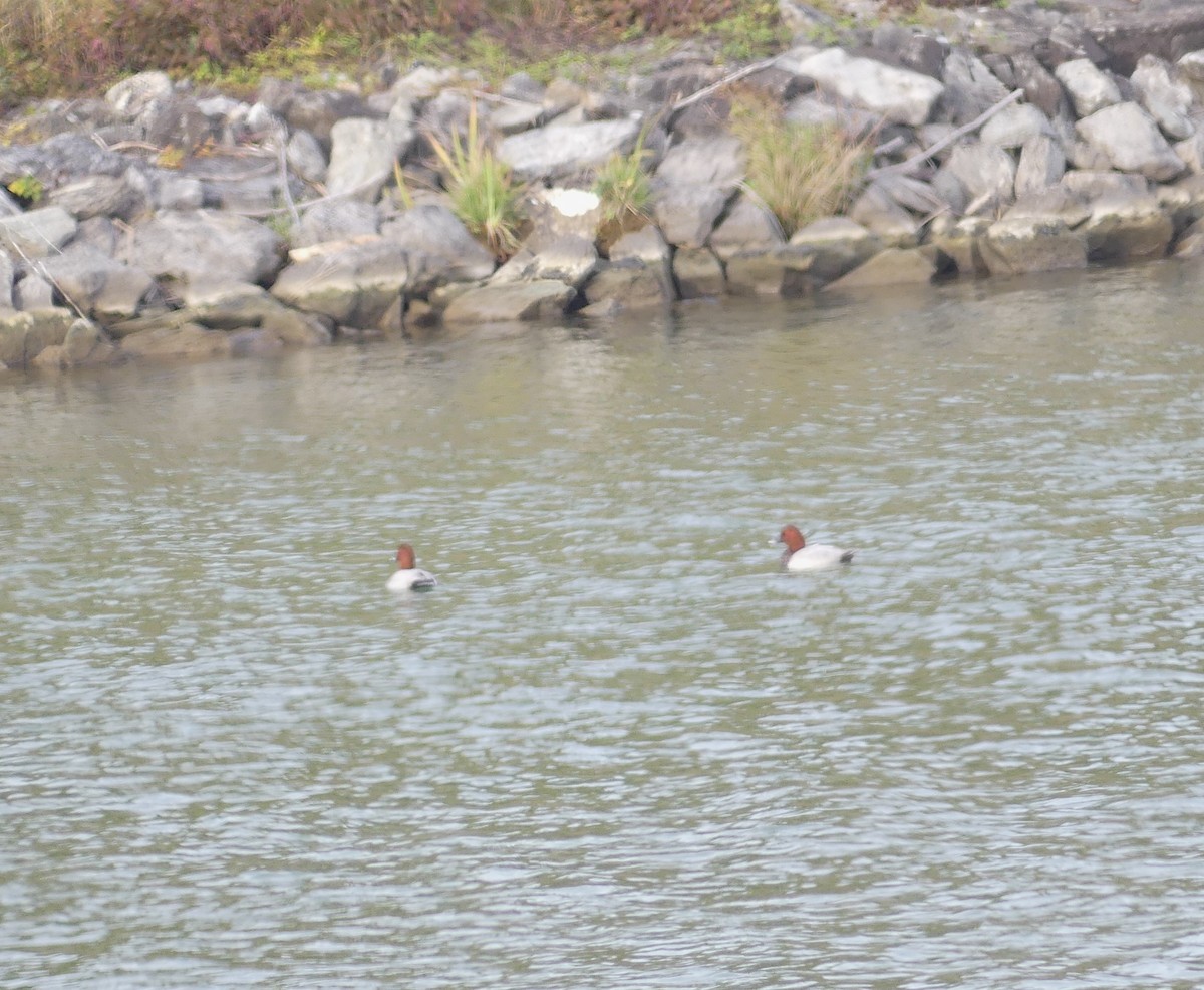 Common Pochard - ML646648762