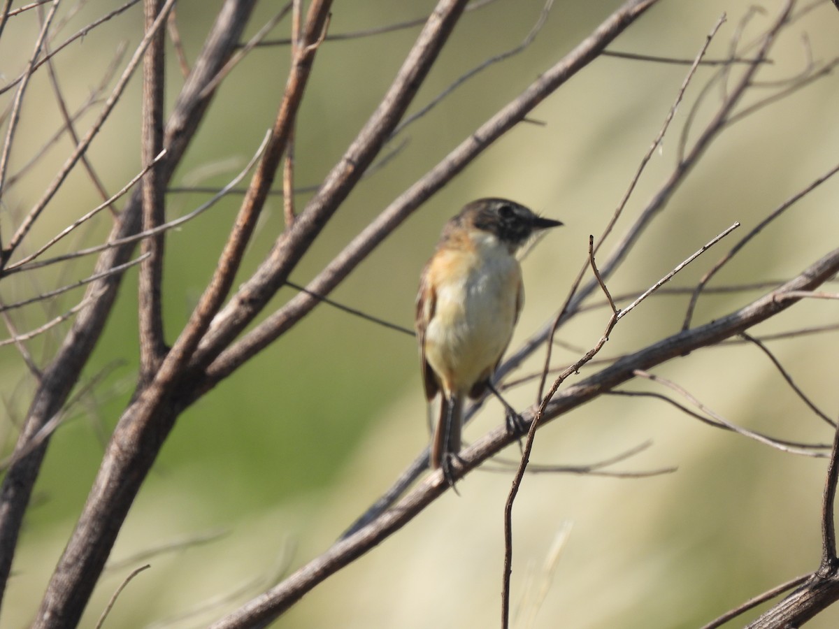 Streifenkinn-Grastyrann - ML646648771