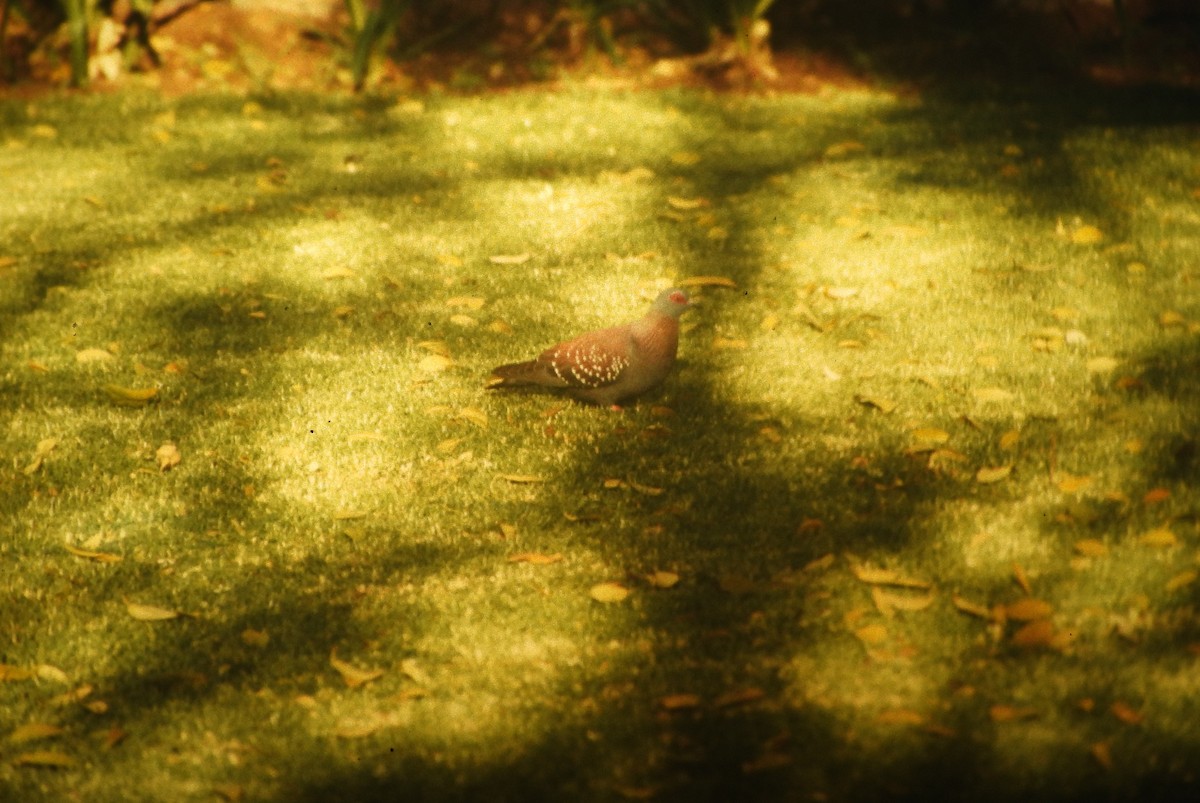 Speckled Pigeon - ML646648772