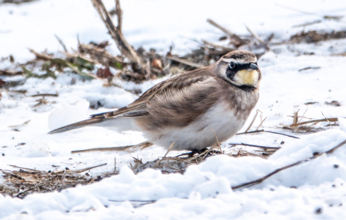 Horned Lark - ML646648773