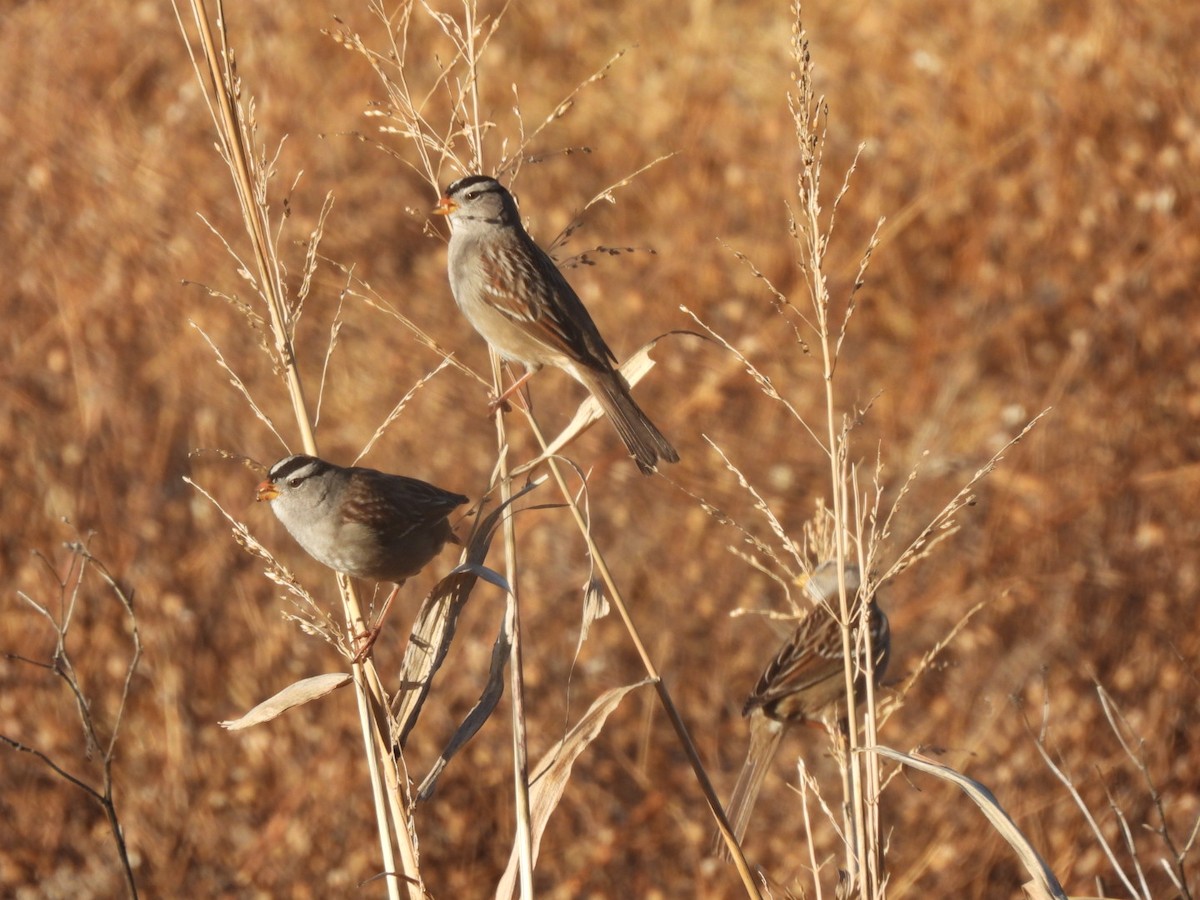 hvitkronespurv - ML646648774