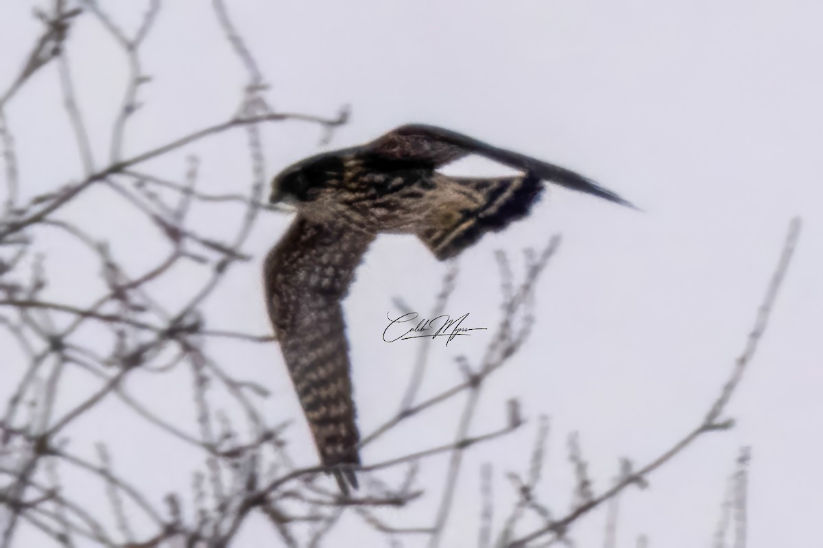 Merlin - ML646648777