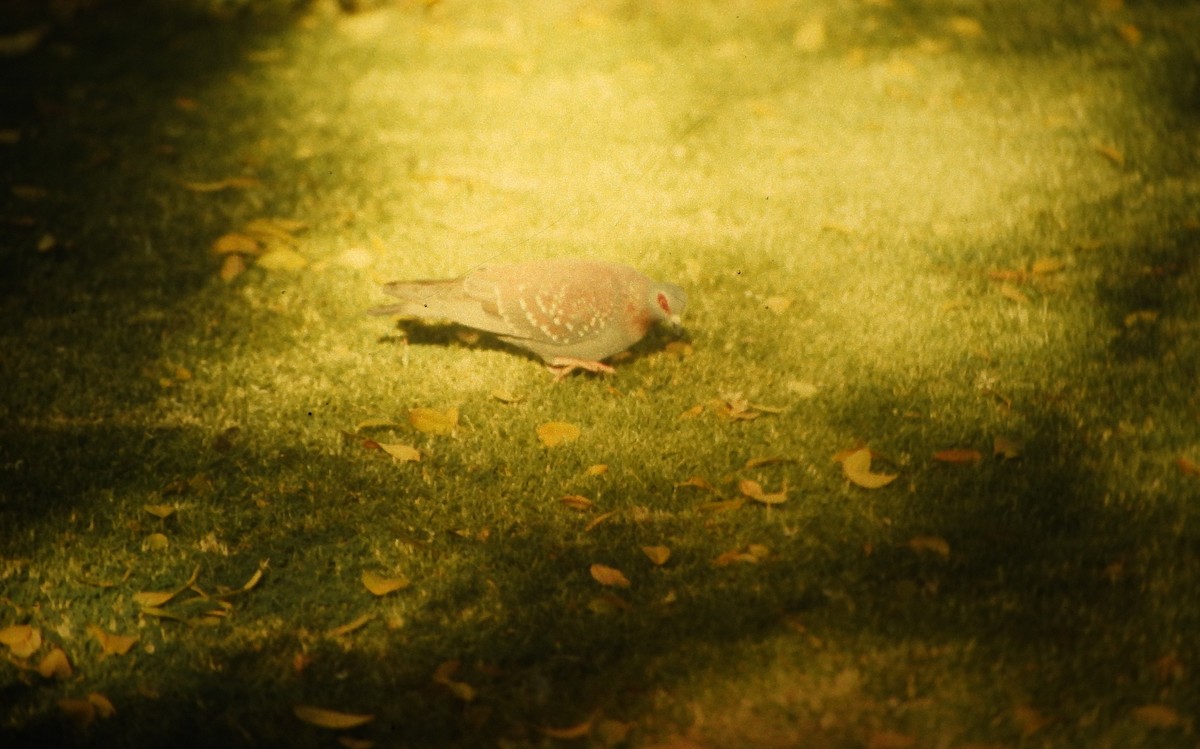 Speckled Pigeon - ML646648778