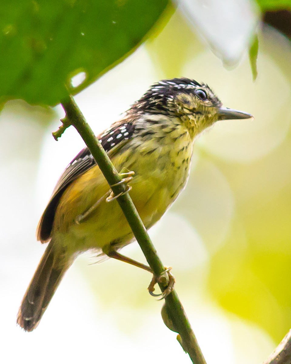 Peruvian Warbling-Antbird - ML646648779
