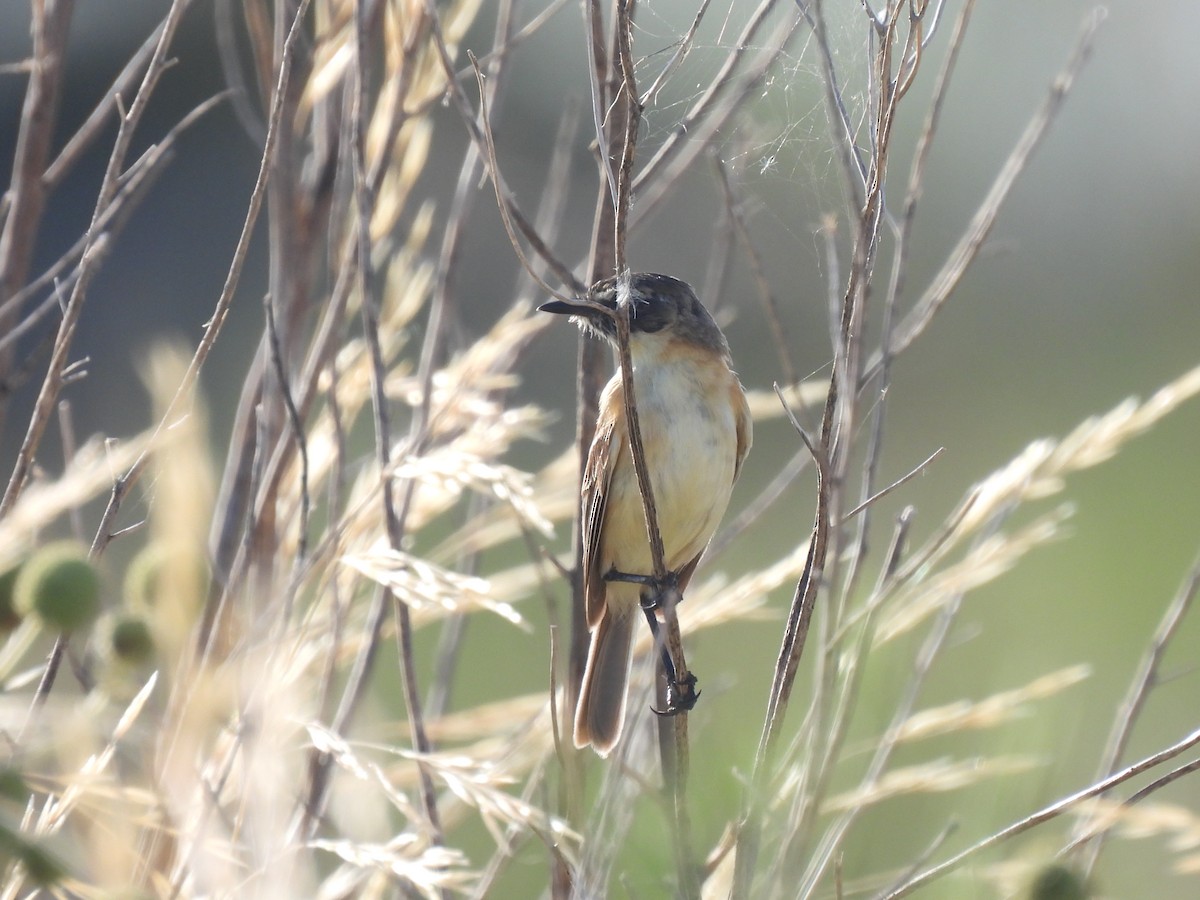 Streifenkinn-Grastyrann - ML646648780