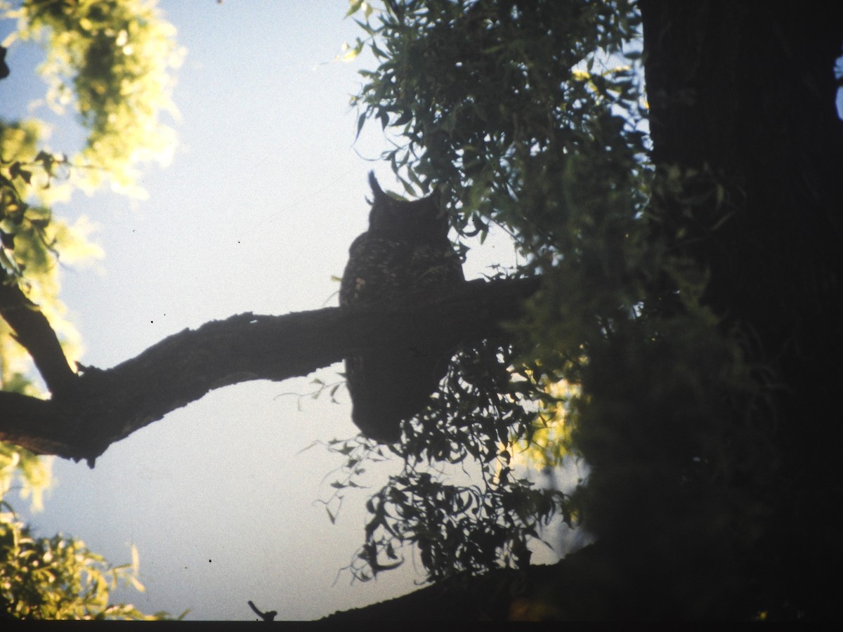 Spotted Eagle-Owl - ML646648783