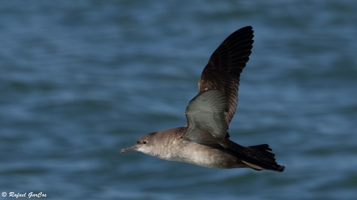 Balearic Shearwater - ML646648784