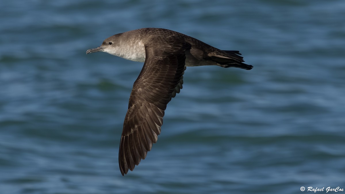 Balearic Shearwater - ML646648785