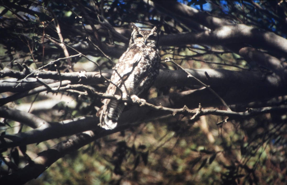 Spotted Eagle-Owl - ML646648786