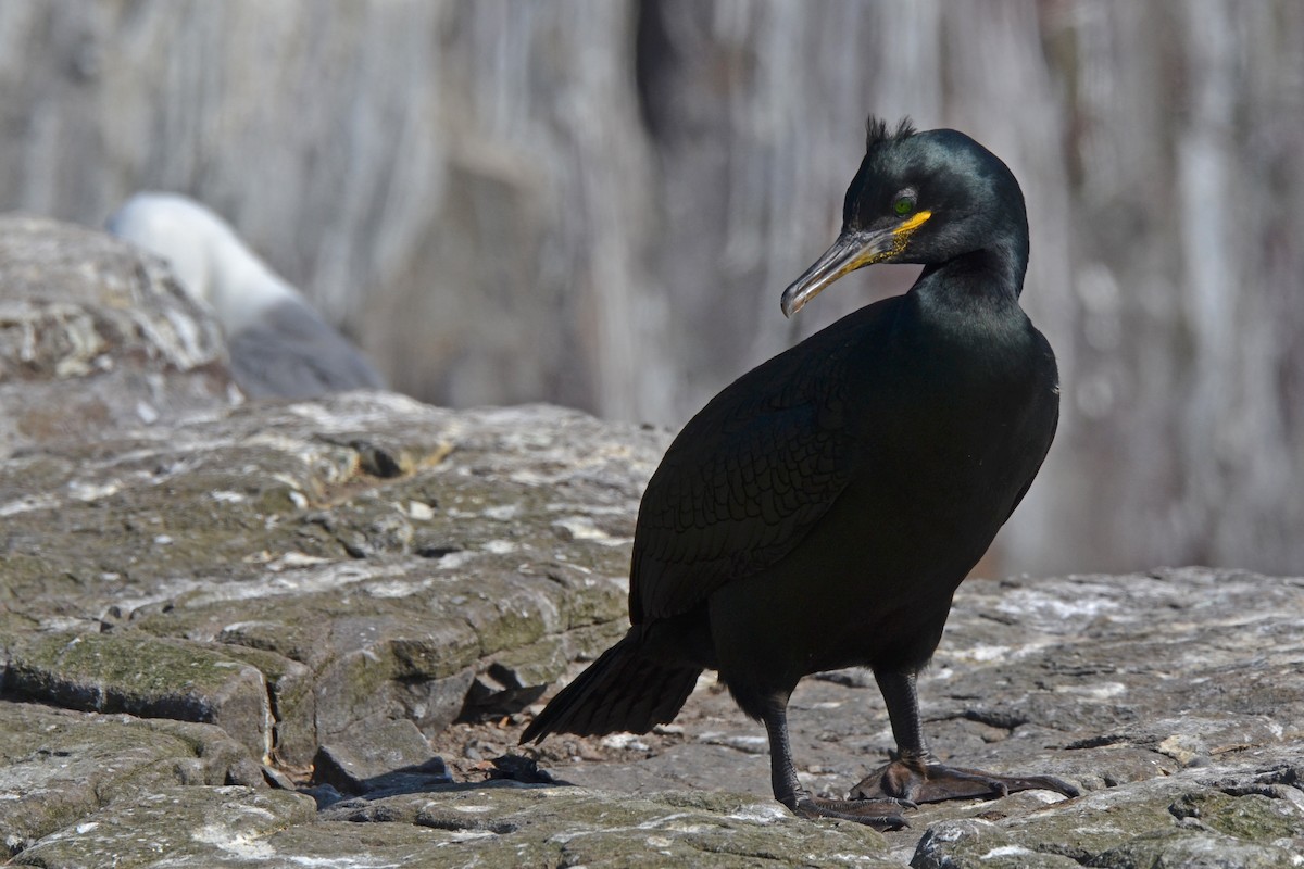 European Shag - ML646648787